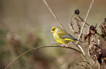 Carduelis chloris - Verdier d'Europe - European Greenfinch