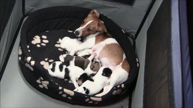Jack Russel Welpen