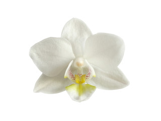 Naklejka na ściany i meble Biała głowa orhid