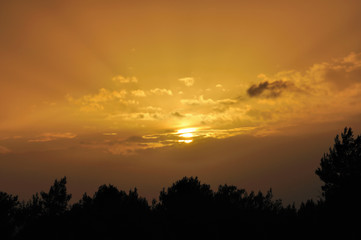Fototapeta na wymiar setting sun tree silhouettes