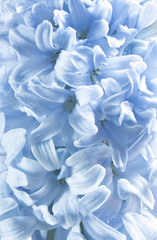 Fototapeta na wymiar Niebieskie kwiaty hiacynt jak kwiatowe backgroungs