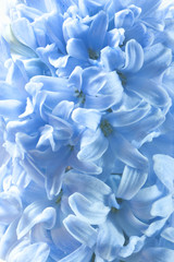Blue hyacinth flowers as floral backgroungs.