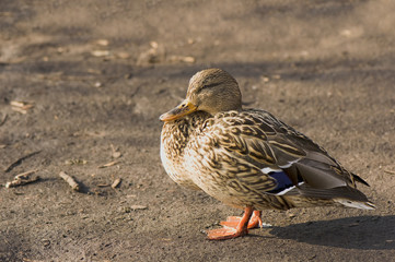 Mallard, Mallard duck - Anas platyrhynchos
