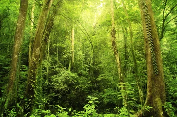 Deurstickers Rain forest © WONG SZE FEI