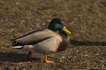 Mallard, Mallard duck - Anas platyrhynchos