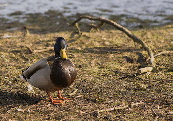 Mallard, Mallard duck - Anas platyrhynchos