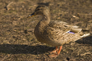 Mallard, Mallard duck - Anas platyrhynchos