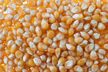 Corn closeup