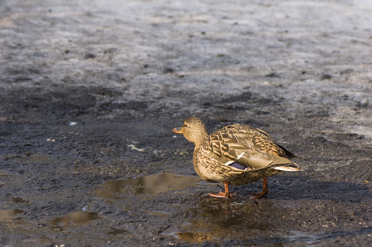 Mallard, Mallard duck - Anas platyrhynchos