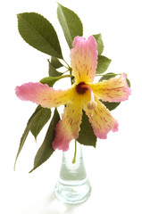 Obraz premium Flor Palo borracho - Ceiba speciosa