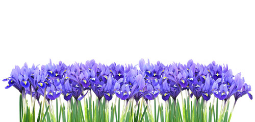 border of miniature purple irises