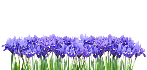 Photo sur Plexiglas Iris border of miniature purple irises
