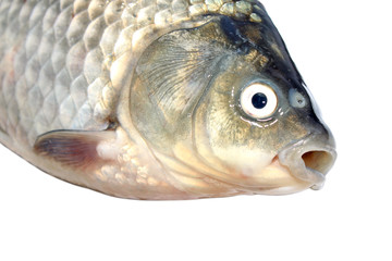 carp head featured in white background