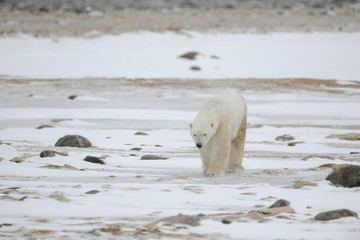 Portrait of walking polar bear.