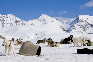 Naklejka premium chiens de traineau au repos
