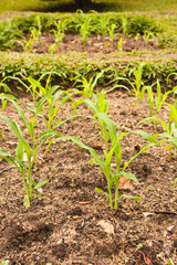 Young corn in a small plant