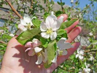 Sprig of apple blossom in the female hand
