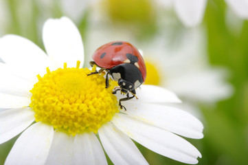 ladybug