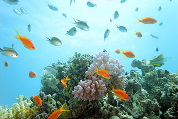 Fototapeta na wymiar Coral reef scene