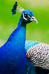 Obraz premium Beautiful and pride peacock on a lawn
