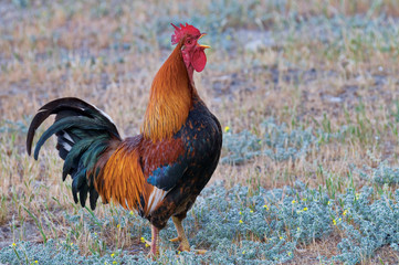 The morning song of colourful rooster.