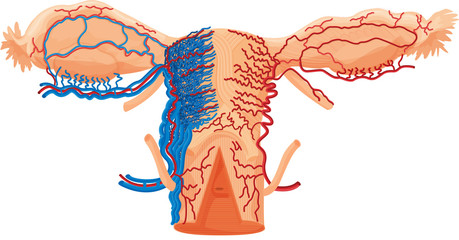 Uterus