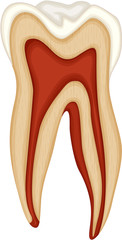 Tooth