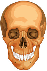 Skull © dc222