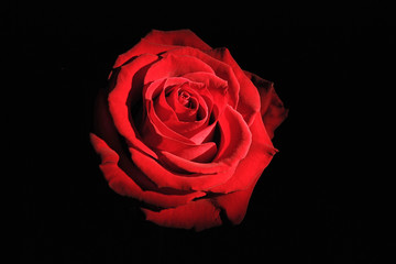 red rose - 30455445