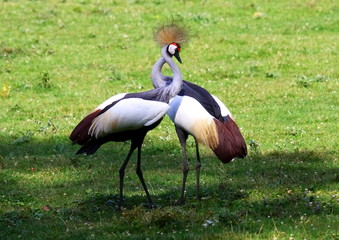 crowned crane