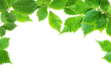 Fresh Green Leaves on white background