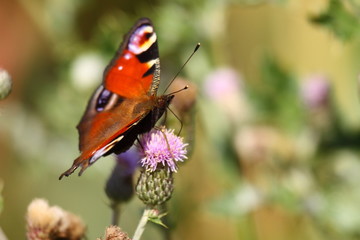 Butterfly inachis, Paon du jour, peacock
