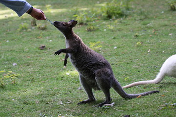 Walibi, kangaroo