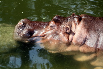 Fototapeta premium Hippopotamus (Hippopotamus amphibius)