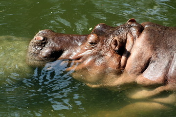 Hippopotamus (Hippopotamus amphibius)