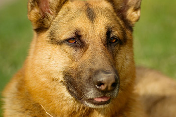 Portrait of a curious shepherd dog