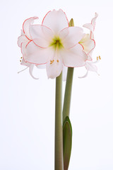 Amaryllis, Nahaufnahme