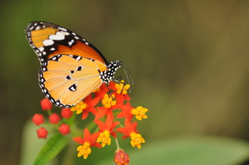 Monarch Schmetterling