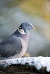 Wood Pigeon (Columba palumbus)