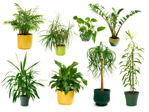 Set mit acht freigestellten Zimmerpflanzen