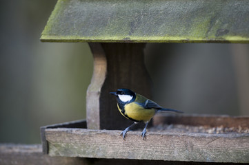 Great Tit (Parus major)