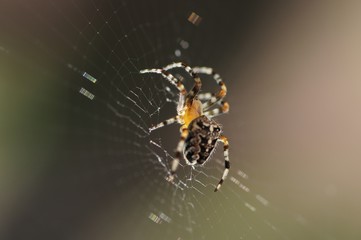 Spinne