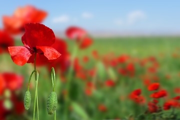 Coquelicot.