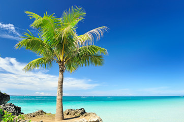 Palm tree