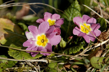 Fototapeta premium fleur 1