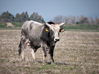 Little white bull - differential focus