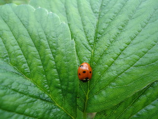 Biedronka © edwinpl