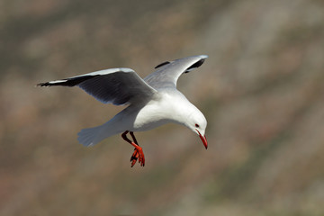 Hartlaub's gull in flight