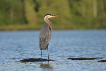 Great Blue Heron (Ardea herodias) - Ontario, Canada