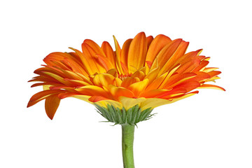 gerbera